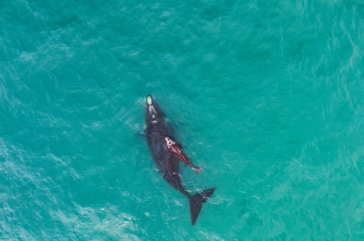 Vista aérea de una ballena franca austral nadando junto a su cría en las aguas turquesas de la costa de Santa Catarina, Brasil.