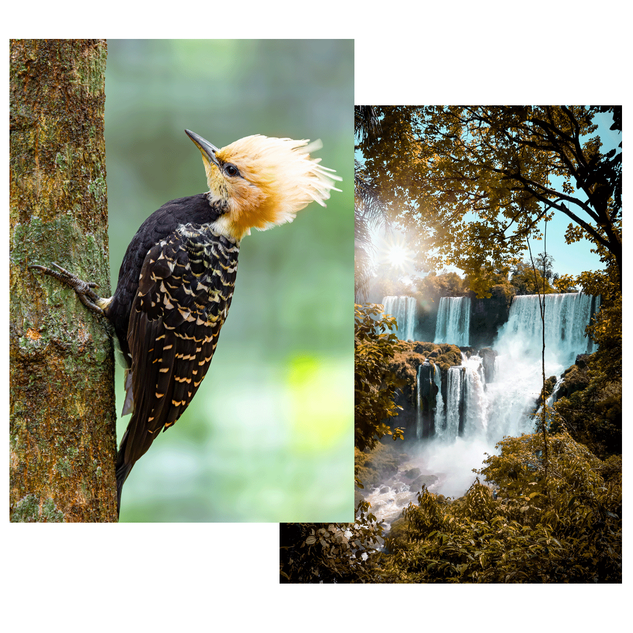 Pájaro carpintero en primer plano y vista de las cataratas de Iguazú desde el lado brasileño entre vegetación.