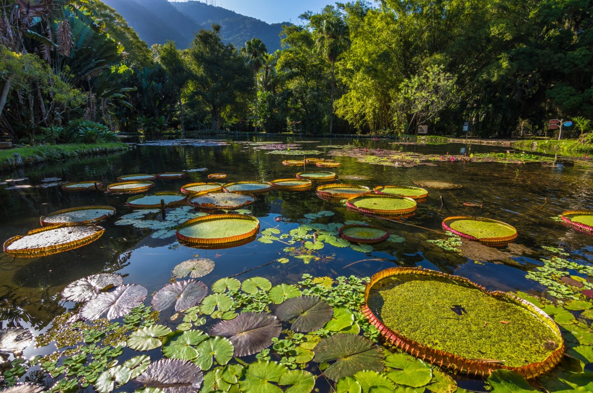 Estanque de victorias regias en el Jardín Botánico de Río de Janeiro, un oasis de biodiversidad y calma en la ciudad brasileña.