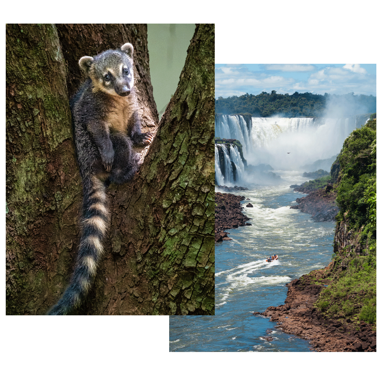 Cuatí trepado a un árbol y lancha navegando hacia las cataratas de Iguazú.