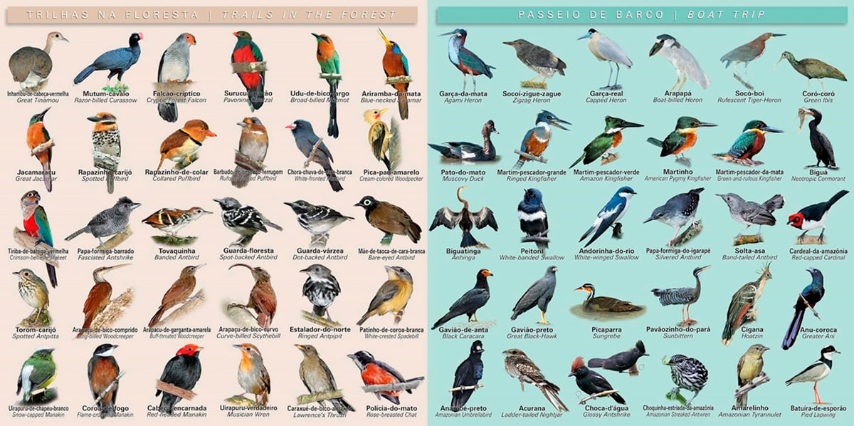 Infografía de aves del Amazonas brasileño clasificadas por hábitat: especies de senderos en la selva y aves visibles en paseos de barco por los ríos amazónicos.