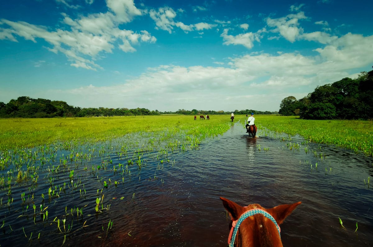 Viajeros realizando una expedición a caballo por las zonas inundadas del Pantanal en Brasil, rodeados de vegetación exuberante bajo un cielo azul.