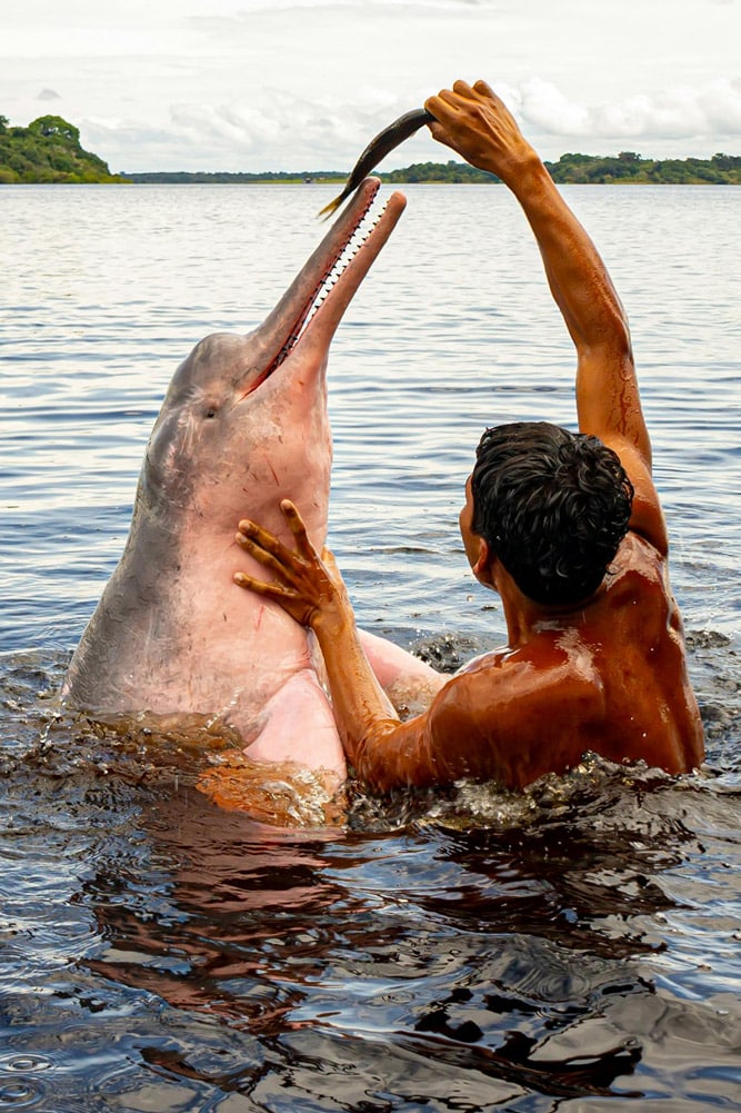 Delfín rosado del Amazonas (Boto) interactuando con un guía local en las aguas del río Amazonas, Brasil.