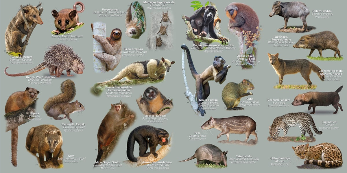 Infografía de fauna del Amazonas brasileño con ilustraciones de mamíferos y otros animales emblemáticos como perezoso, ocelote, coatí, mono, armadillo y pecarí.