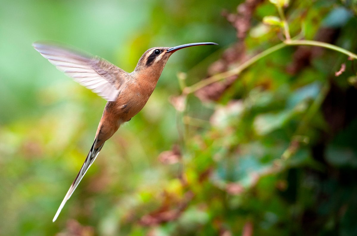 Primer plano de un colibrí en pleno vuelo en el Parque de las Aves de Iguazú, Brasil, mostrando la delicadeza de la fauna brasileña.