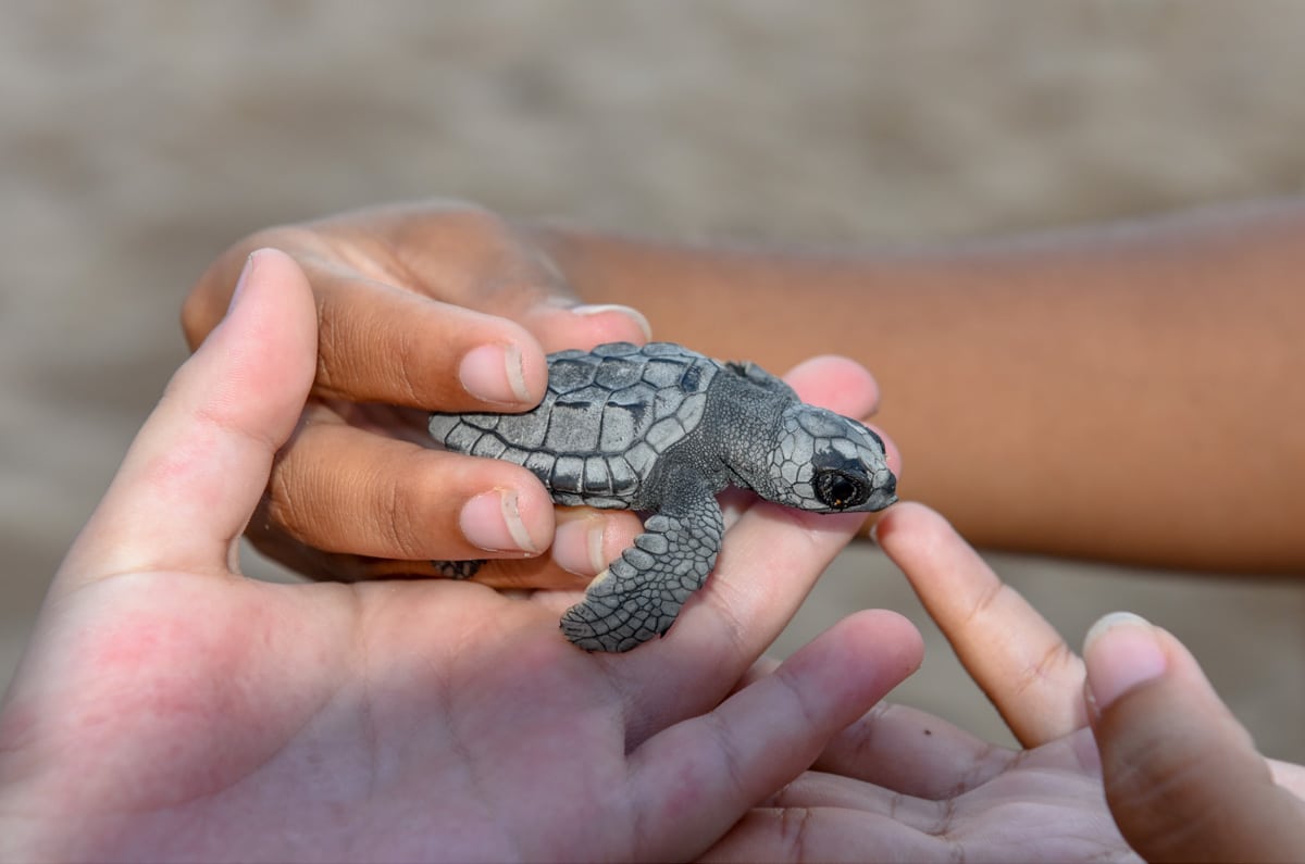 Niño participando en la liberación de una tortuga marina en el Proyecto Tamar, Brasil.