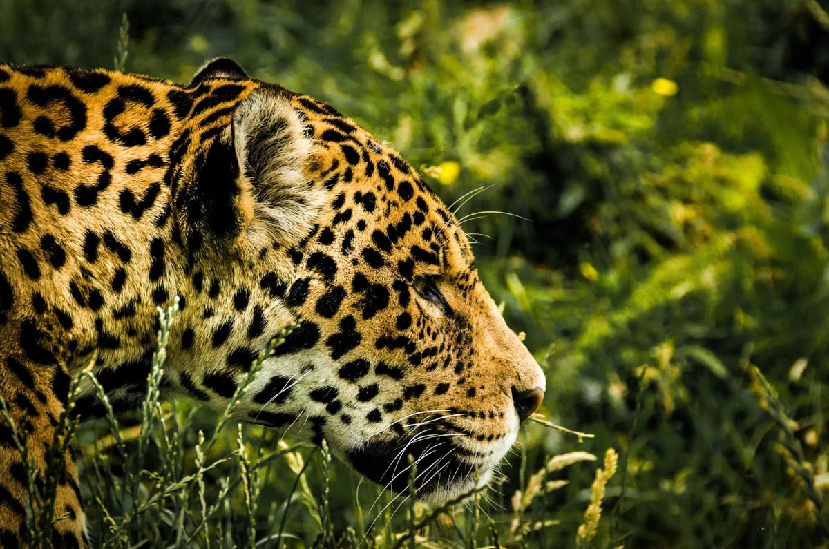 Primer plano de un jaguar (yaguareté) en libertad durante un safari fotográfico por el Pantanal, el mejor lugar de Brasil para el avistamiento de este felino.