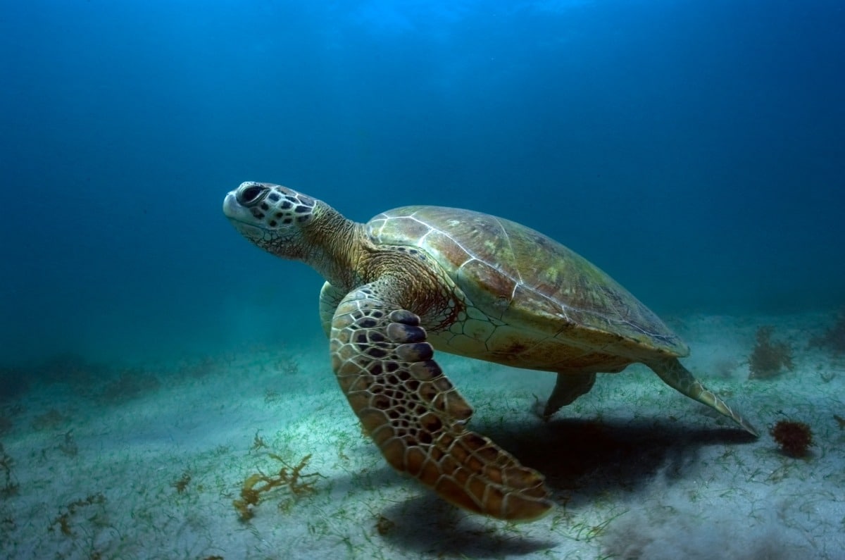 Tortuga marina nadando en las aguas cristalinas del fondo arenoso durante una experiencia de snorkel en Fernando de Noronha, Brasil.