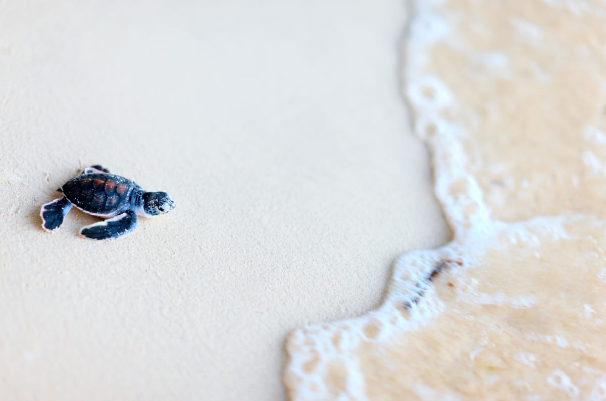 Cría de tortuga marina recién nacida dirigiéndose a la orilla del mar en una playa protegida de Fernando de Noronha, Brasil.