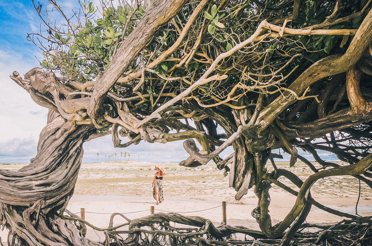 Viajera caminando por una playa de arena blanca vista a través de las ramas entrelazadas de un árbol exótico en Brasil.