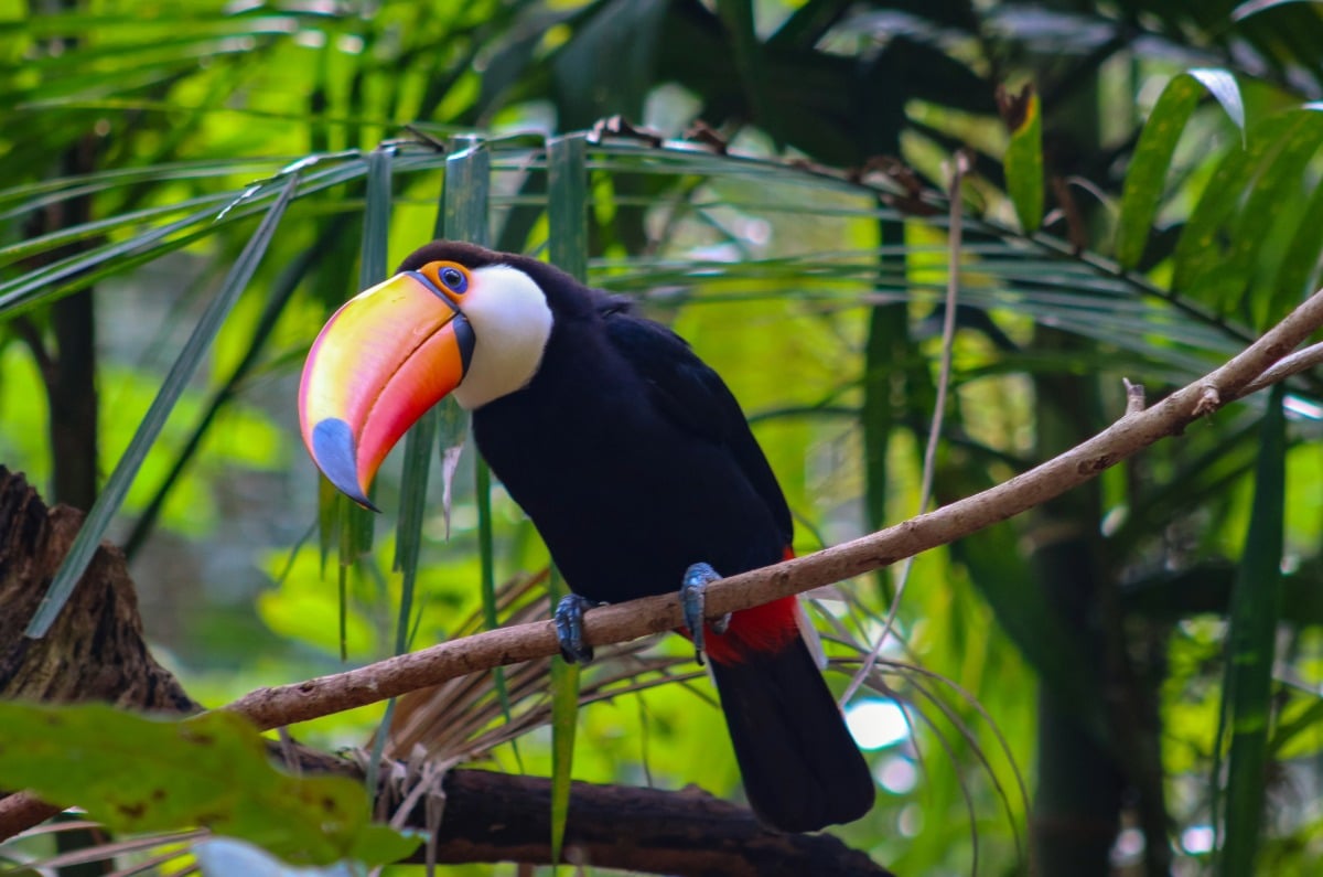 Tucán toco con su característico pico naranja posado en una rama entre la vegetación de la selva amazónica en Brasil.