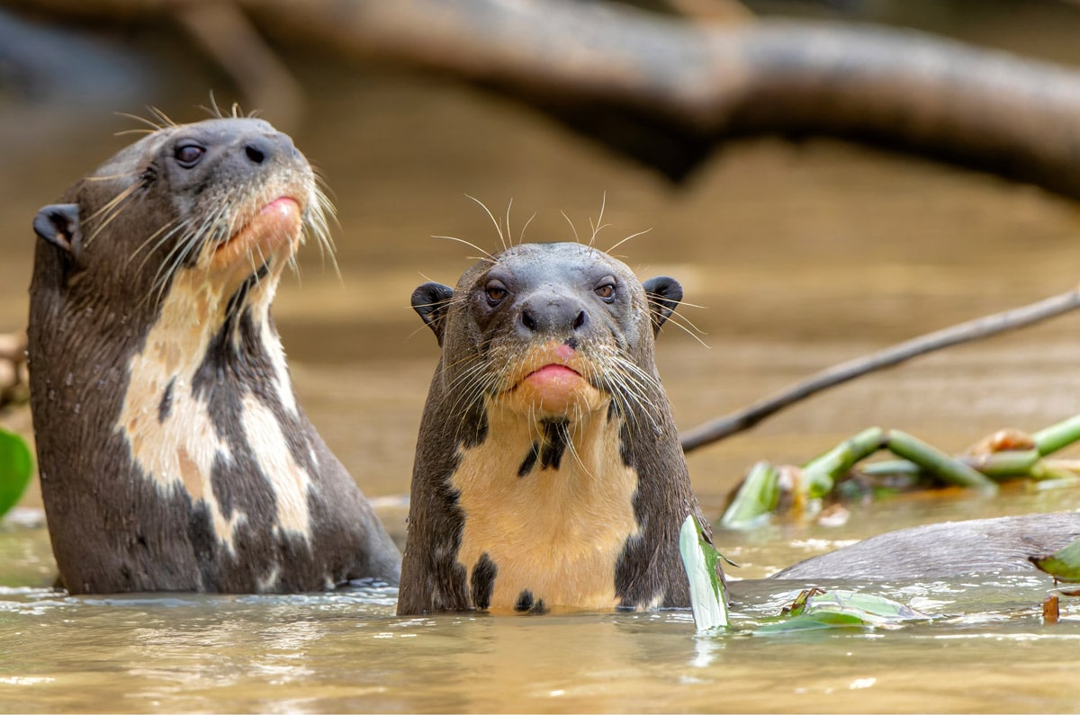 Pareja de nutrias gigantes (ariranhas) en un río del Pantanal, Brasil, ideal para avistamiento de fauna en familia.